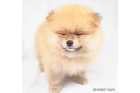 成約済の東京都のポメラニアン-188142の2枚目